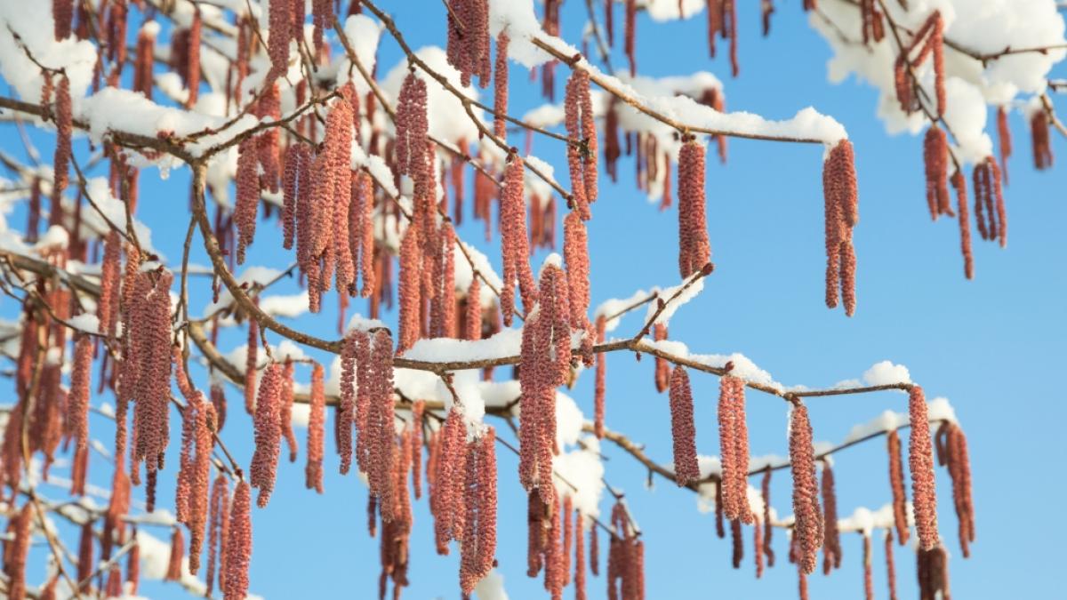 Eine Schneewalze fegt am Wochenende &uuml;ber Deutschland hinweg. Pollen-Allergiker sollten dennoch aufpassen. (Foto)