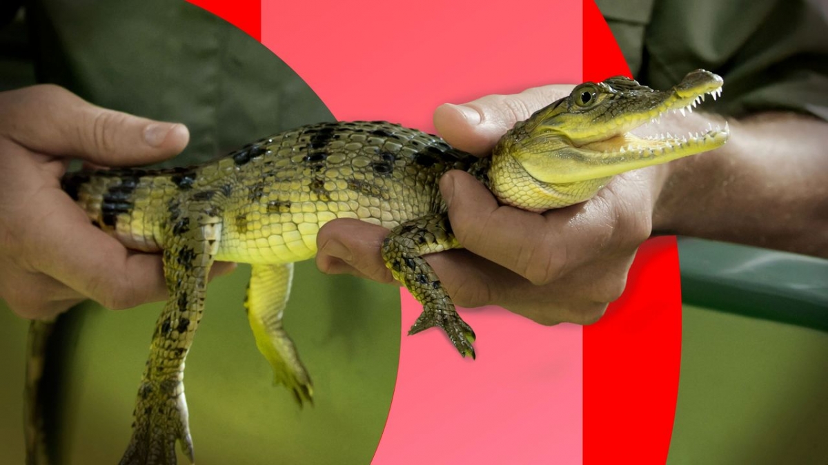 Arten retten im Zoo - Letzte Hoffnung f&uuml;r bedrohte Tiere? bei 3sat (Foto)
