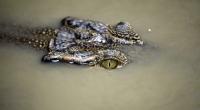 In Äthiopien hat ein Krokodil einen Pfarrer attackiert.