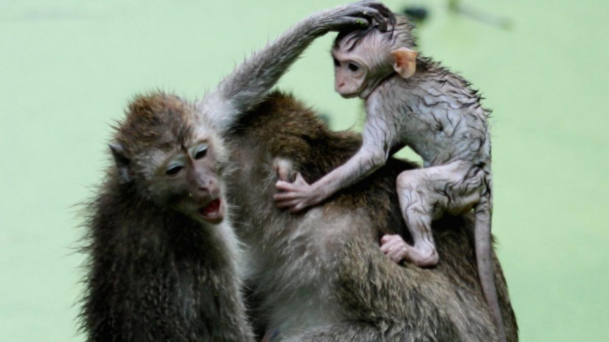 F&uuml;r die Experimente wurden Embryonen der Affenart Macaca fascicularis verwendet. (Foto)