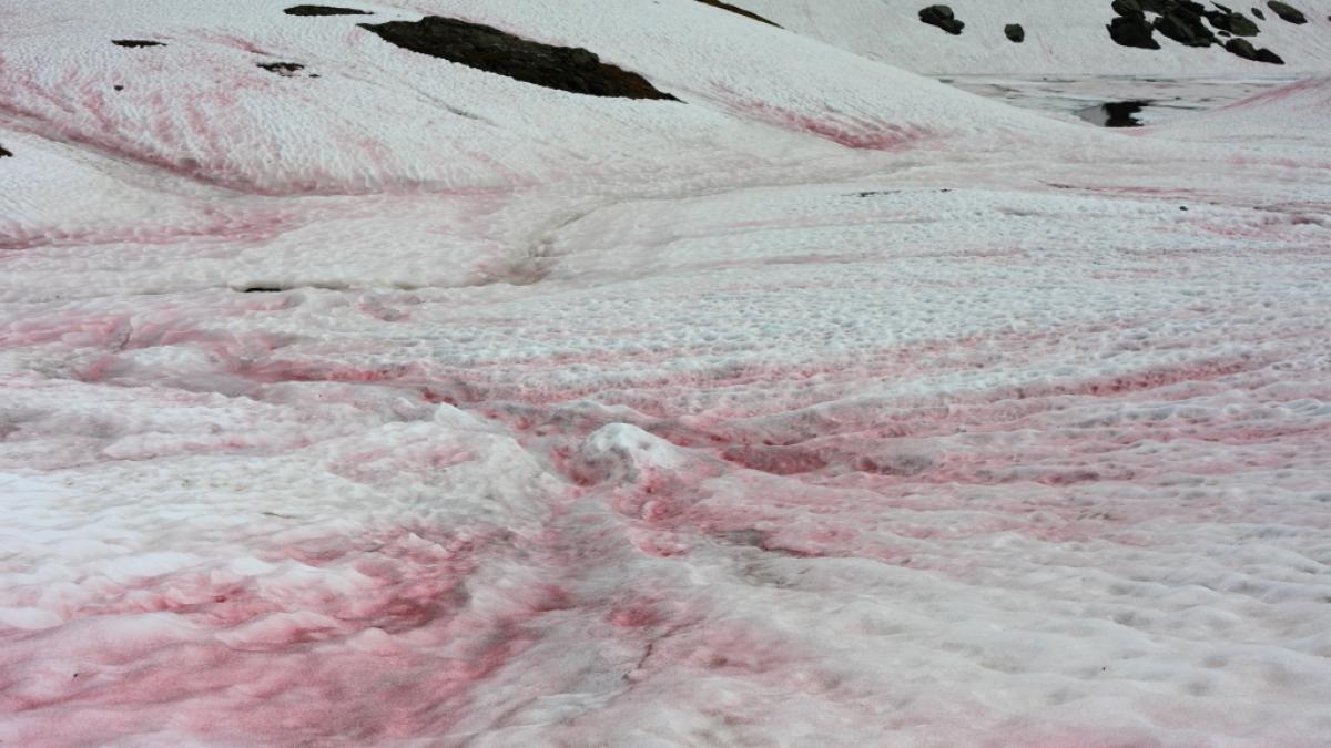 Am Wochenende k&ouml;nnte es Blutschnee in Deutschland geben. (Foto)