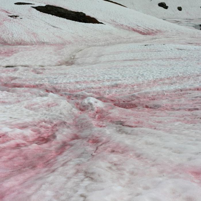 Blutschnee angekündigt! SO entsteht das seltene Wetterphänomen
