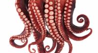 Eine TikTok-Nutzerin posierte mit einem tödlichen Oktopus für ein Video. (Symbolvideo)