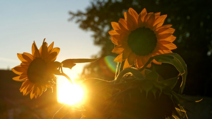 Mit etwas Glück kommt in den nächsten Tagen der sonnige Altweibersommer zu uns.