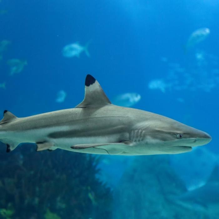 Hai schießt aus Wasser und beißt Kind! Vater filmt Angriff mit