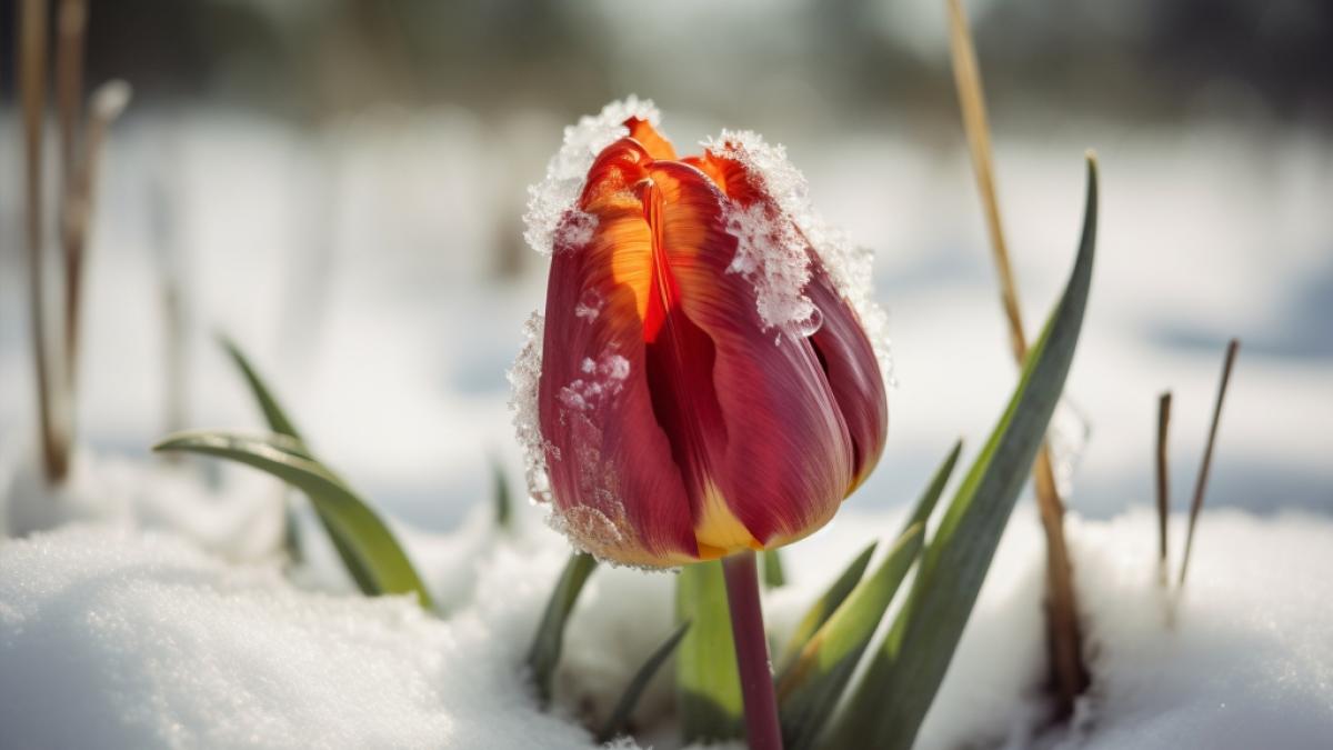 Die Kaltfront eines Nordseetiefs bringt den Winter nach Deutschland zur&uuml;ck. (Foto)