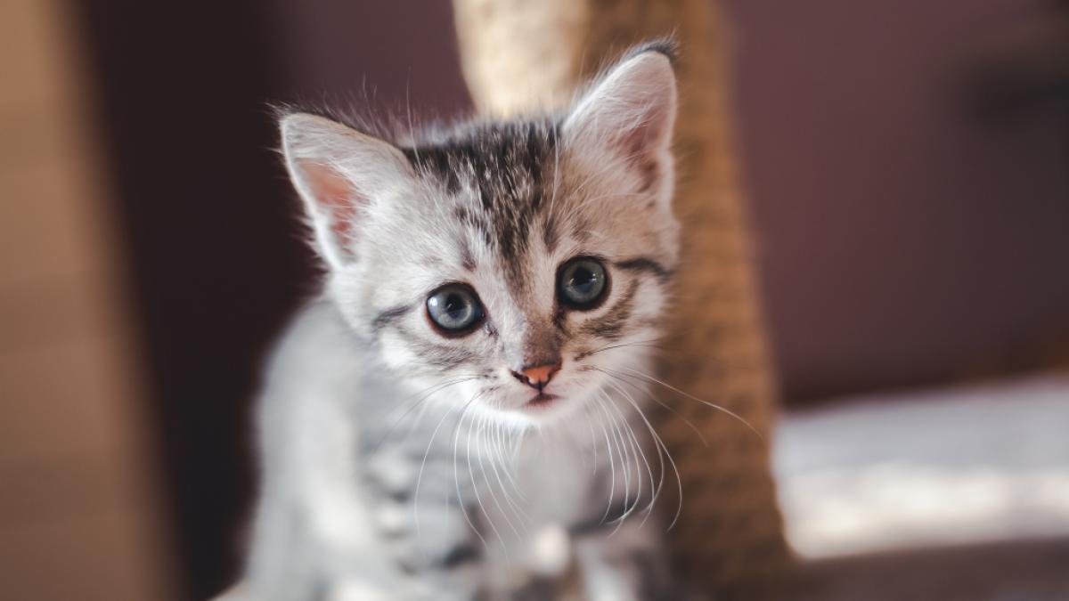 In Pakistan wurde ein Katzenbaby von einer Gruppe Jugendlicher zu Tode vergewaltigt. (Foto)