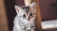 In Pakistan wurde ein Katzenbaby von einer Gruppe Jugendlicher zu Tode vergewaltigt.