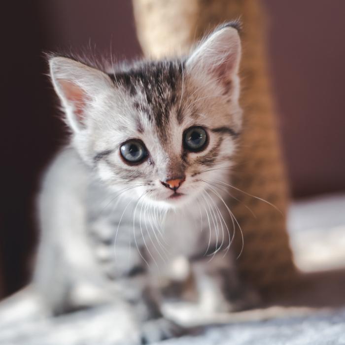 Jugendliche vergewaltigen Katze zu Tode