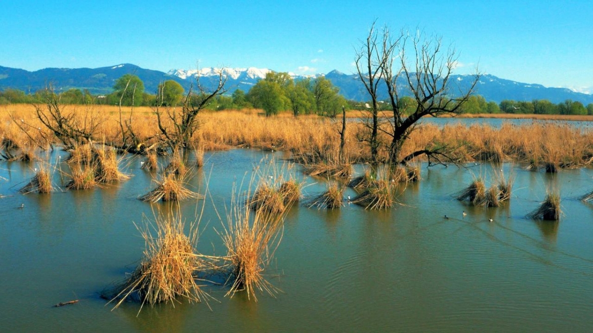 Bodensee - Wildnis am gro&szlig;en Wasser bei 3sat (Foto)
