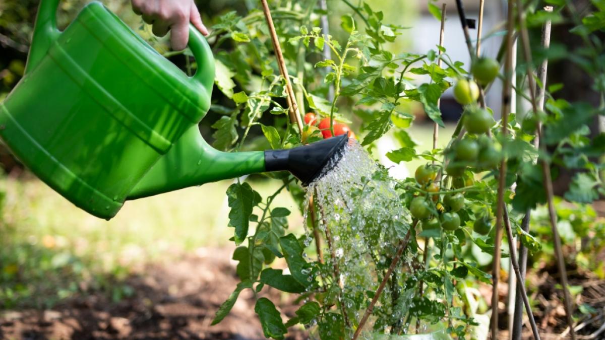 Wasser ist eine der wichtigsten Ressourcen im Garten. (Foto)