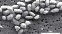 Die meisten Bakterien können in der Regel nur Menschen mit schwachem Immunsystem gefährlich werden.