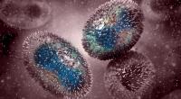 Beim Affenpocken-Virus handelt es sich um eine Zoonose: Die Erkrankung geht ursprünglich wahrscheinlich von Nagetieren aus.