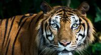 Bei Leipzig wurde ein entlaufener Tiger erschossen (Symbolfoto).