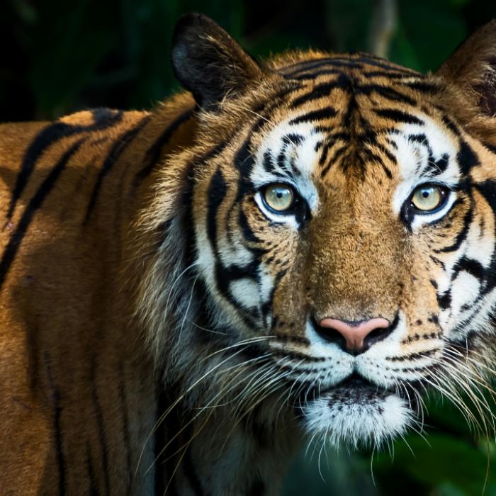 Entlaufener Tiger erschossen - jetzt werden Konsequenzen laut