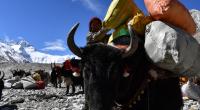 Ein angriffslustiges Yak wurde einer Britin bei der Besteigung des Mount Everest zum Verhängnis.