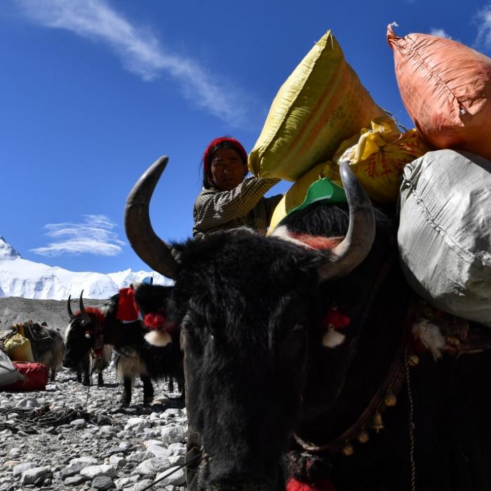 Wanderin bei Yak-Angriff aufgespießt - so geht es ihr jetzt