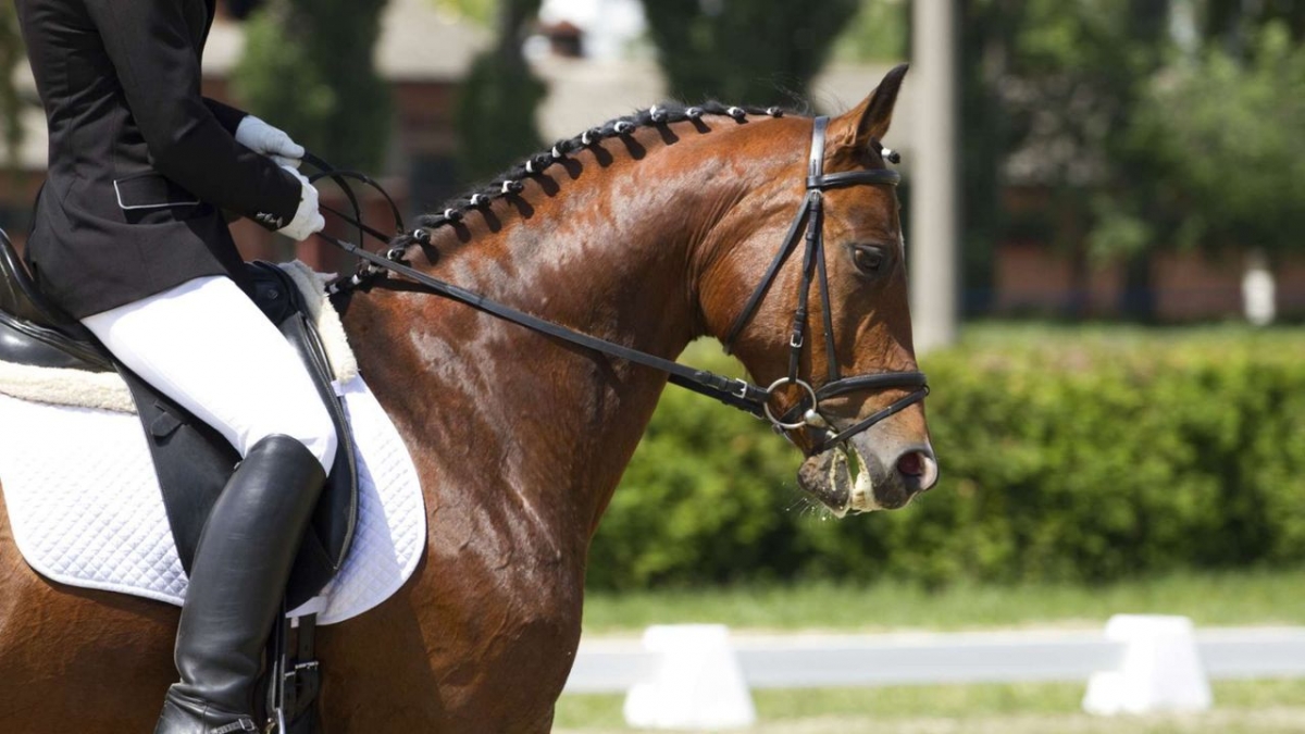Pferdesport: Jumping International de Bordeaux bei Eurosport 1 (Foto)