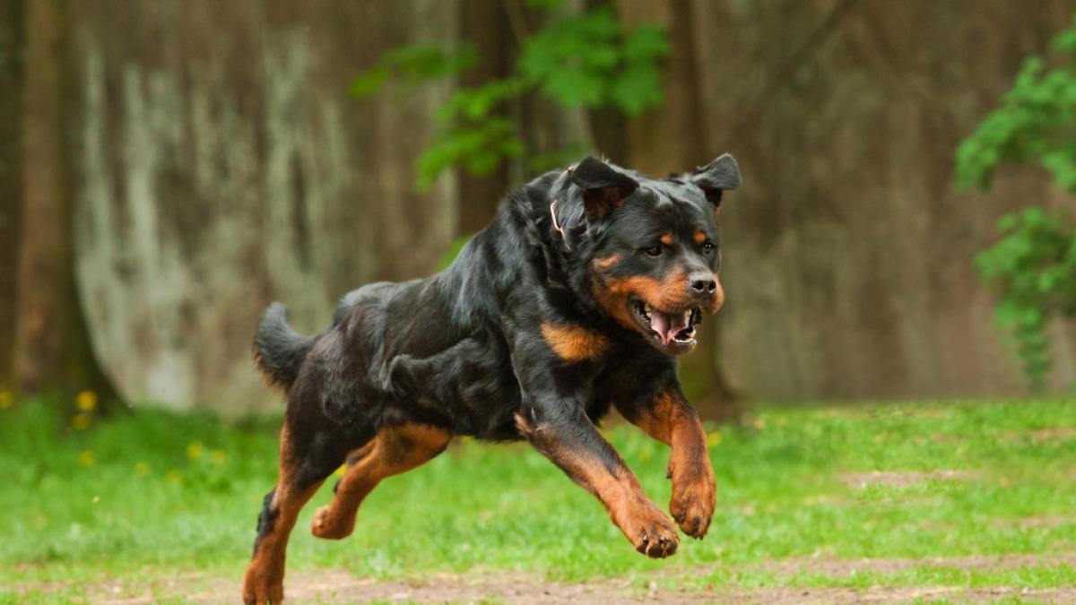 Auf der Insel Trinidad starb ein vierj&auml;hriger Junge bei einem brutalen Hunde-Angriff. Das Kind wurde vom Rottweiler seiner Oma get&ouml;tet. (Foto)