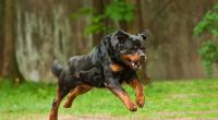 Auf der Insel Trinidad starb ein vierjähriger Junge bei einem brutalen Hunde-Angriff. Das Kind wurde vom Rottweiler seiner Oma getötet.
