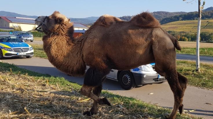 Ein Kamel wagte auf einem nur etwa fünf Meter von der Fahrbahn entfernten Parkplatz nahe St. Georgen einen Spaziergang.