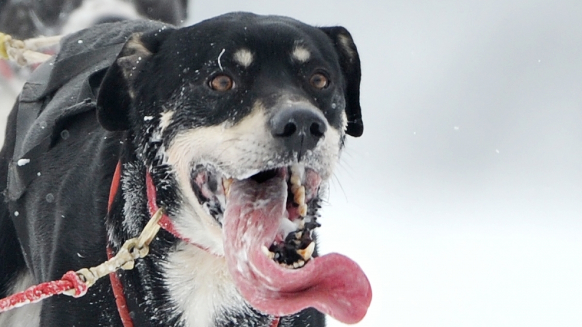 Hundespeichel l&ouml;ste bei einem Mann aus den USA eine schwere Infektion aus (Symbolbild). (Foto)