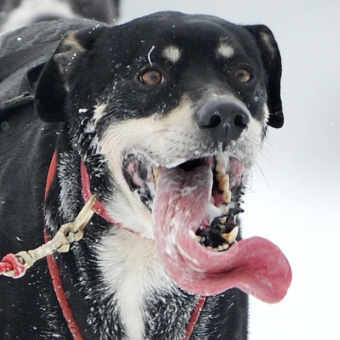 Mann wird von Hund geleckt und verliert beide Beine