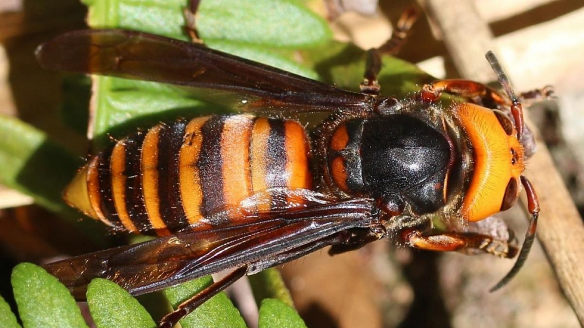 Die asiatische Riesenhornisse, auch als Vespa mandarinia bekannt, hat sich l&auml;ngst &uuml;ber ihre asiatische Heimat hinaus ausgebreitet. (Foto)