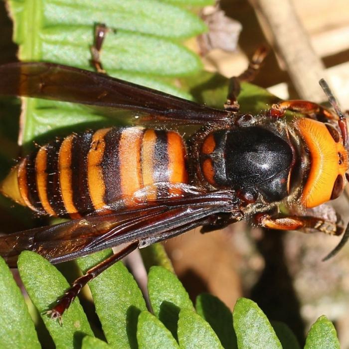 Summende Killer im Anflug! Wie heftig wird der Insekten-Sommer 2022?
