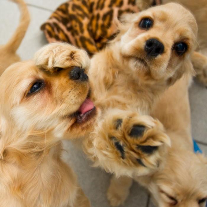 Mexikaner soll Hundewelpen an Schlangen verfüttert haben