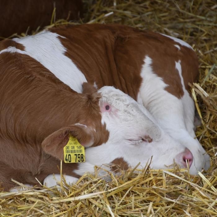 Inder beten einäugiges Kalb als Gott an
