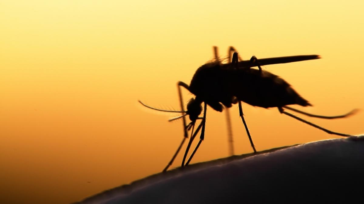Der Insektenstich entpuppte sich als Weichteilkarzinom. (Foto)