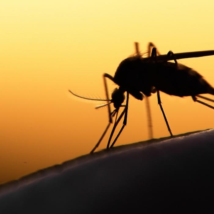 Insektenstich entpuppt sich als Krebs - Beinamputation!