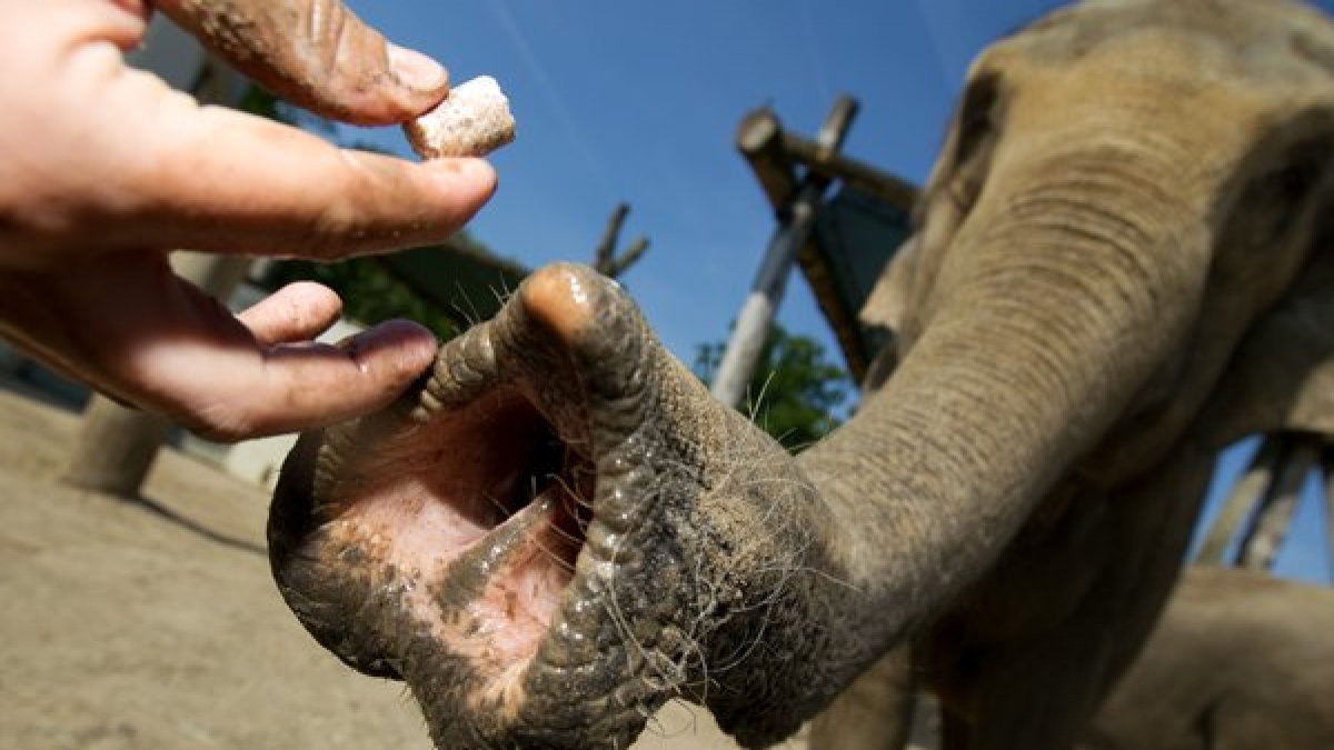 Wenn es um Masturbation geht, ist der Elefant in klarem Vorteil: Mit seinem R&uuml;ssel kommt er an K&ouml;rperteile, von denen manche Tiere nur tr&auml;umen k&ouml;nnen. (Foto)