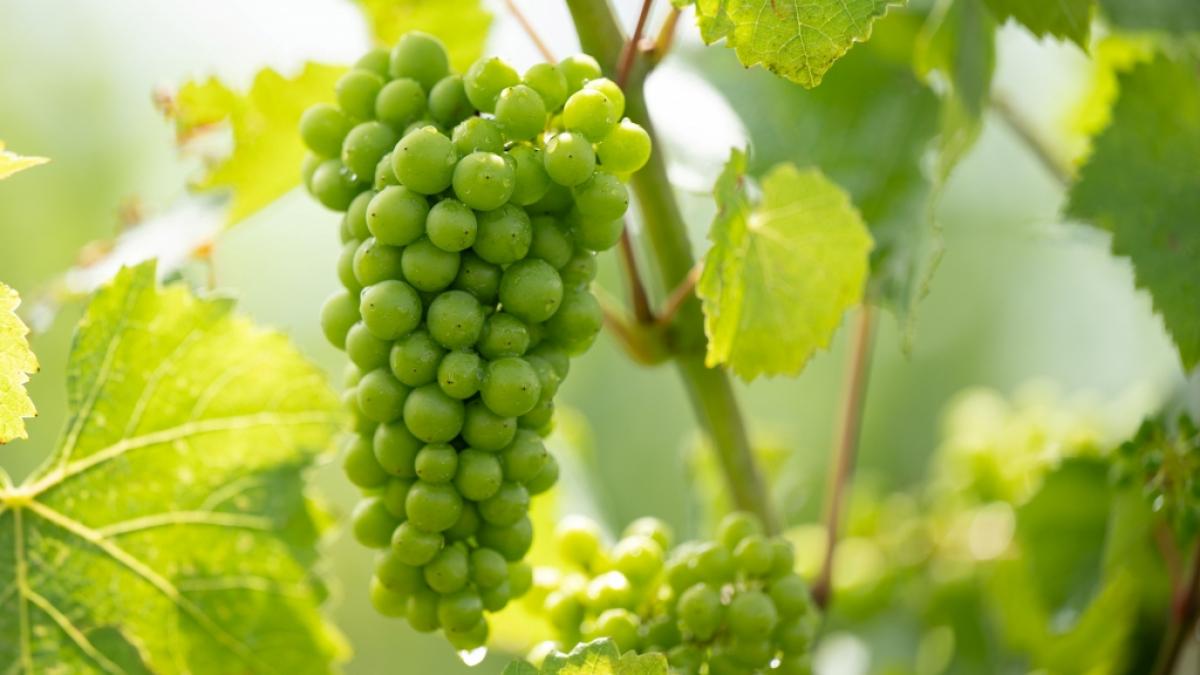 Trauben sind laut der Analyse ein deutlich untersch&auml;tztes Superfood mit vielf&auml;ltigen Wirkungen. (Foto)