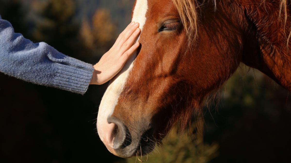 In Idstein-W&ouml;rsdorf wurde offenbar eine Stute vergewaltigt. (Symbolfoto) (Foto)