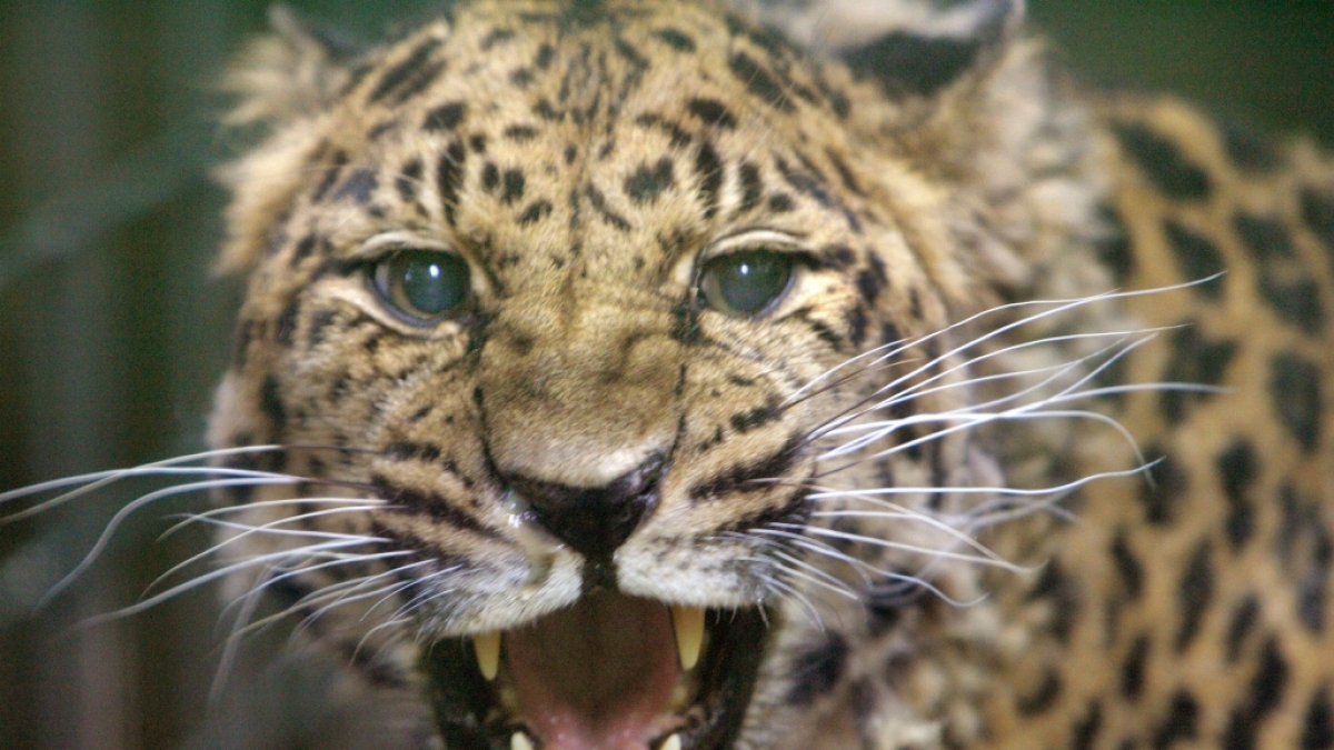 Ein Leopard hat ein deutsches Urlauberp&auml;rchen in Namibia attackiert (Symbolbild). (Foto)