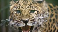 Ein Leopard hat ein deutsches Urlauberpärchen in Namibia attackiert (Symbolbild).