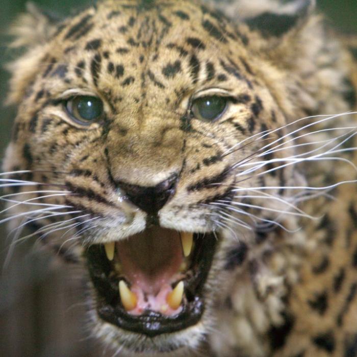 Deutscher Rentner rang mit Raubkatze um sein Leben!