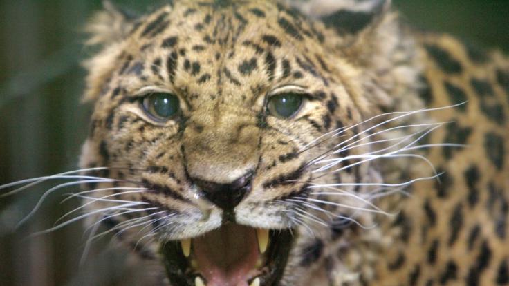 Ein Leopard hat ein deutsches Urlauberpärchen in Namibia attackiert (Symbolbild).