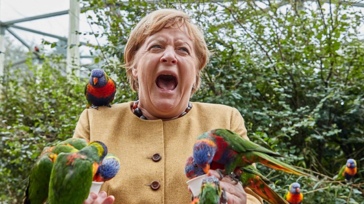 Die Hypes des Jahres 2021: Diese Aufnahme von Angela Merkel beim F&uuml;ttern australischer Loris im Vogelpark Marlow geh&ouml;rte unbestritten zu den Trendfotos des Jahres. (Foto)