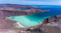 Am Strand von Australien wurden fremdartig aussehende Kreaturen angespült.