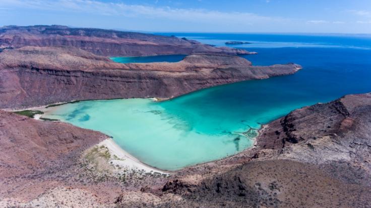 Am Strand von Australien wurden fremdartig aussehende Kreaturen angespült.