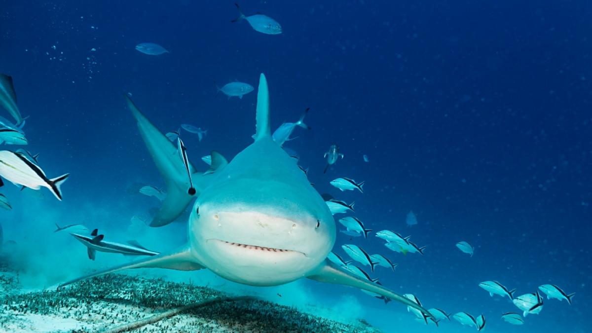 Auf den Bahamas wurde eine Frau von einem Bullenhai get&ouml;tet. (Foto)