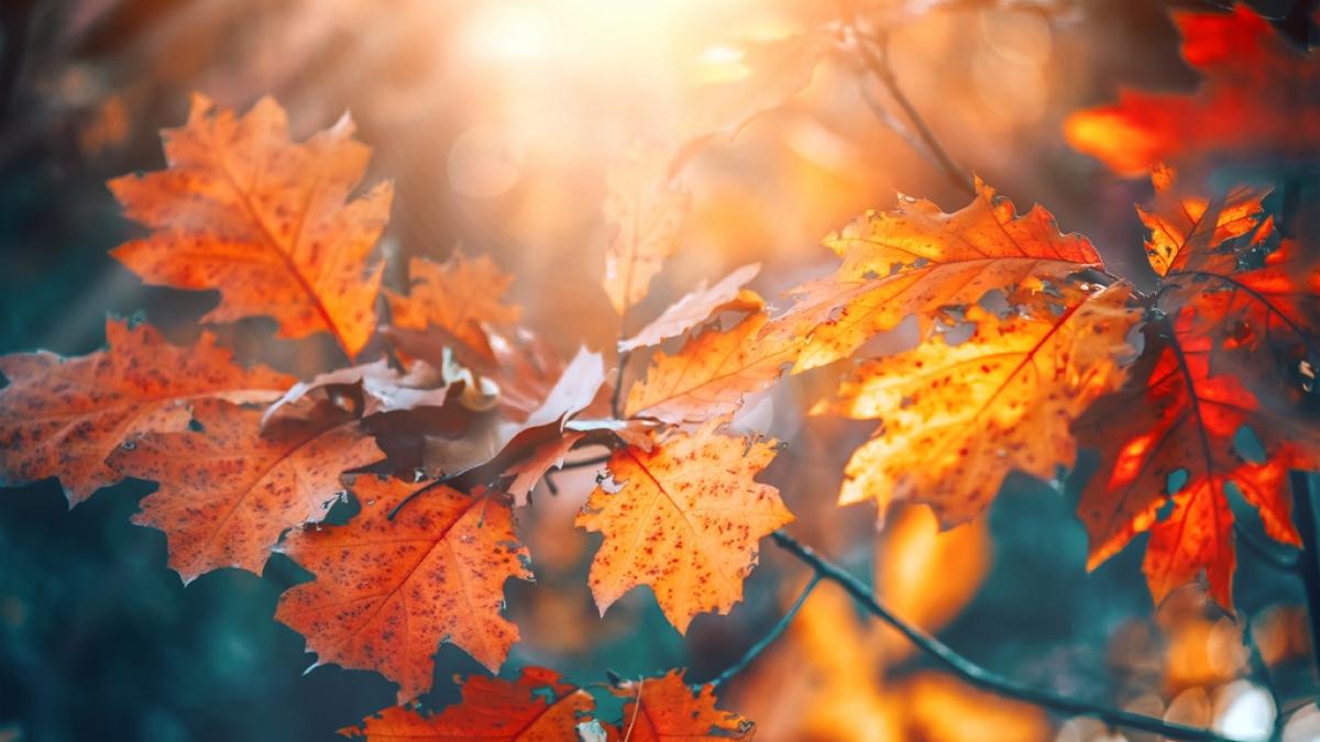 D&uuml;rfen wir uns auf einen sonnigen Oktober freuen? (Foto)