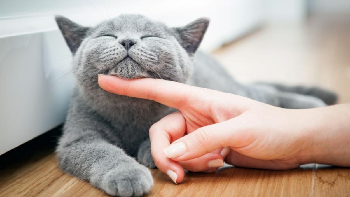K&ouml;rpersprache und Verhalten k&ouml;nnen verraten, ob eine Katze gl&uuml;cklich und zufrieden ist. (Foto)