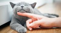 Körpersprache und Verhalten können verraten, ob eine Katze glücklich und zufrieden ist.