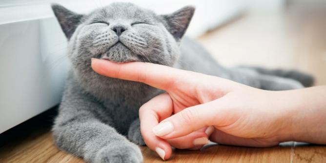 Ist Ihre Katze glücklich?