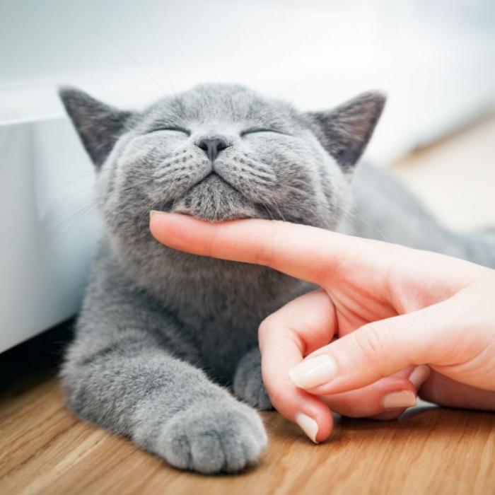 10 Anzeichen für eine zufriedene Katze
