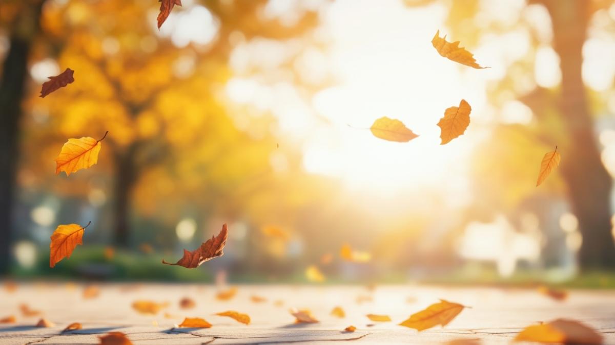 Aktuelle Prognosen versprechen mildes November-Wetter in Deutschland. (Symbolbild) (Foto)